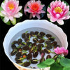 Bonsai Lotus Flower Seeds- Pack of 20