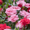Carnation Mix Seeds