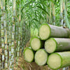 GrowFresh™ Green-Skinned Mini Sugarcane Seeds – Fast-Growing, Sweet & Juicy Variety