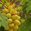 GoldenGlow™ Premium Papaya Seeds – High-Yield, Sweet & Creamy Fruit