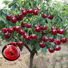 CherryBloom™ Rainier Cherry Seeds – Grow Juicy, Sweet Cherries at Home