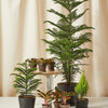 Seeds Christmas Tree Plant (Norfolk Pine Tree)