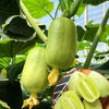 GoldenBloom™ Hybrid Cucumber Seeds – High Yield, Sweet & Nutritious