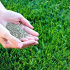 GreenLush™ Hybrid Grass Seeds – Fast-Growing, Evergreen & Low-Maintenance