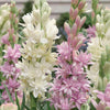 BloomBliss™ Rajnigandha Double Tuberose Bulbs (Pack of 2) – Exotic Fragrance & Lush Blooms
