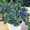 GiantBlue™ Blueberry Fruit Seeds – Grow Lush, Juicy Blueberries at Home