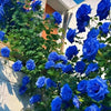 BloomClimb™ Blue Climbing Rose Seeds – Rare & Stunning Garden Beauty