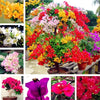 BloomBurst™ Bougainvillea Seeds – Transform Your Garden with a Stunning Multi-Color Floral Display