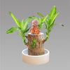 Brazilian Lucky Wood, Mini Home Plant Decorations
