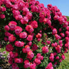 BloomRise™ Climbing Rose Seeds – Grow Stunning & Elegant Garden Roses